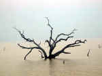 ghana-83.jpg (94224 Byte) Volta-lake, Ghana, Africa tree in water
