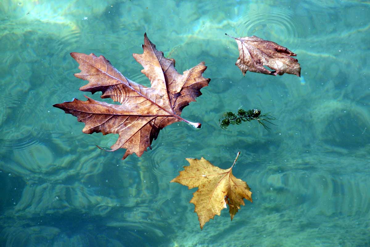 http://www.bigfoto.com/miscellaneous/photos-07/leaves-water-j7r.jpg