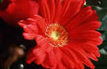 flow011.jpg (86558 Byte) flower closeup blume