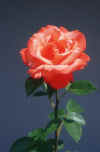 flower-rose_5.jpg (112335 Byte) rose flower