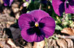 flow021.jpg (126412 Byte) flower blume blumenfotos gratis