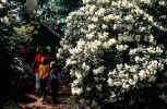 flow023.jpg (348607 Byte) flowers blumen blumenbusch umsonst bilder