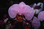 flow034.jpg (118116 Byte) orchid orchidee orchidea photo image