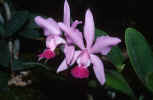 flow035.jpg (79178 Byte) orchid orchidee free download orchidea foto