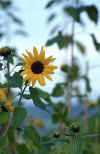 flow036.jpg (127868 Byte)  sunflower sonnenblume girasole helianthe blumenfotos flowerphotos