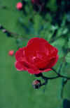 flow040.jpg (220312 Byte) rose rosenblume roseflower free pics flowers