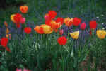 tulips_1.jpg (169671 Byte) tulip tulips tulpe flower free picture