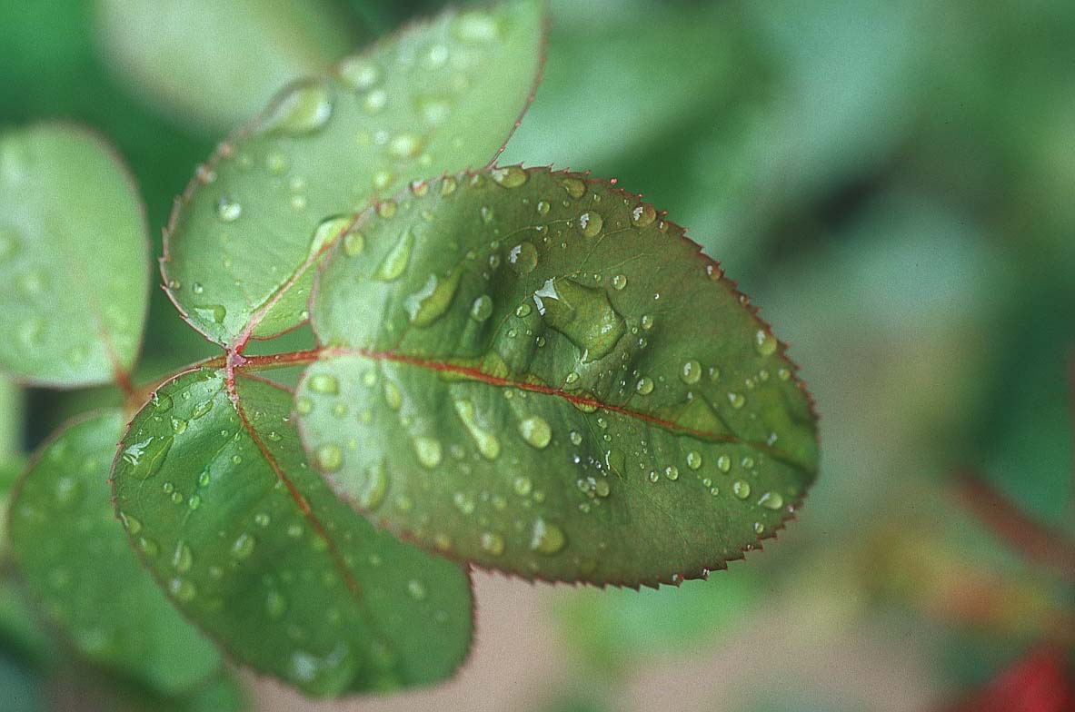 http://www.bigfoto.com/sites/galery/photos4/leaf_rain.jpg
