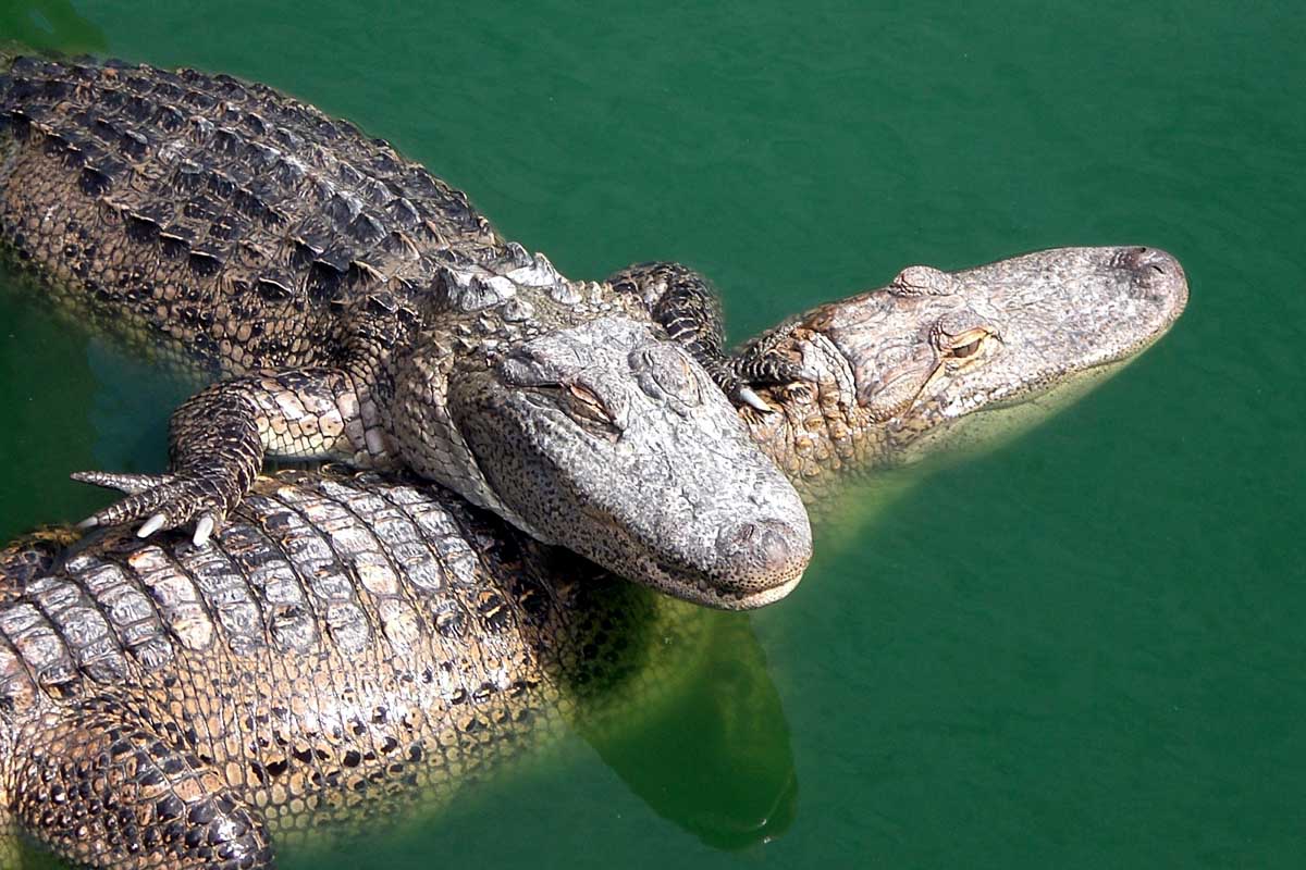 crocodile-o2i.jpg