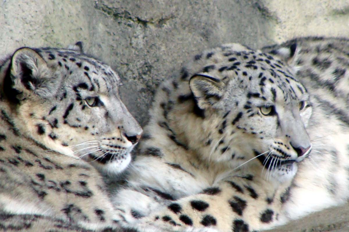 leopard-g1v8.jpg