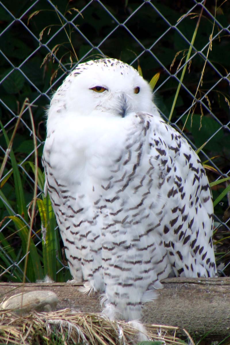 Koleksi Gambar Lawak Kongsikan Gambar2 Jenaka Hantu Burung Owl Haiwan