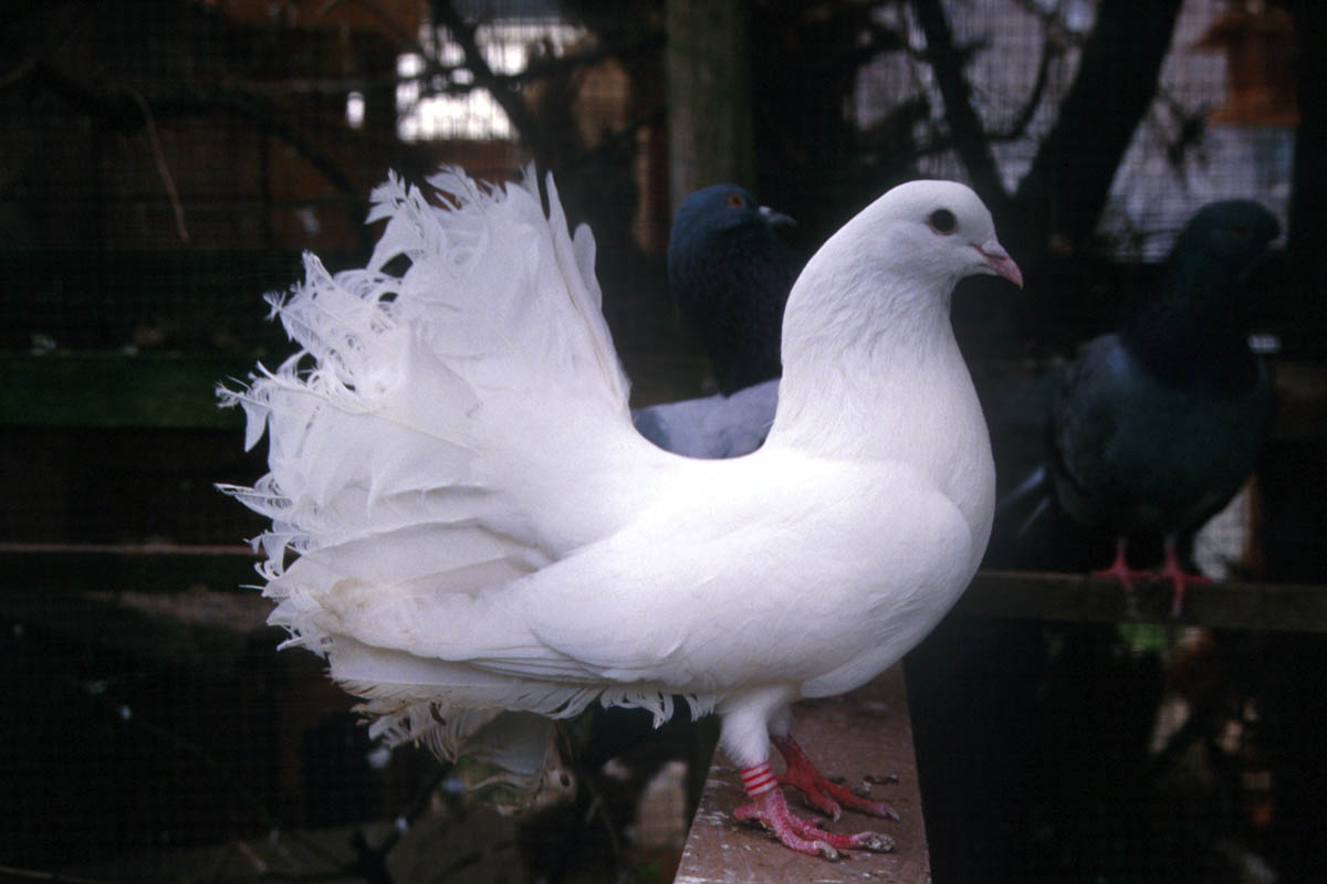 pigeon 4m6a