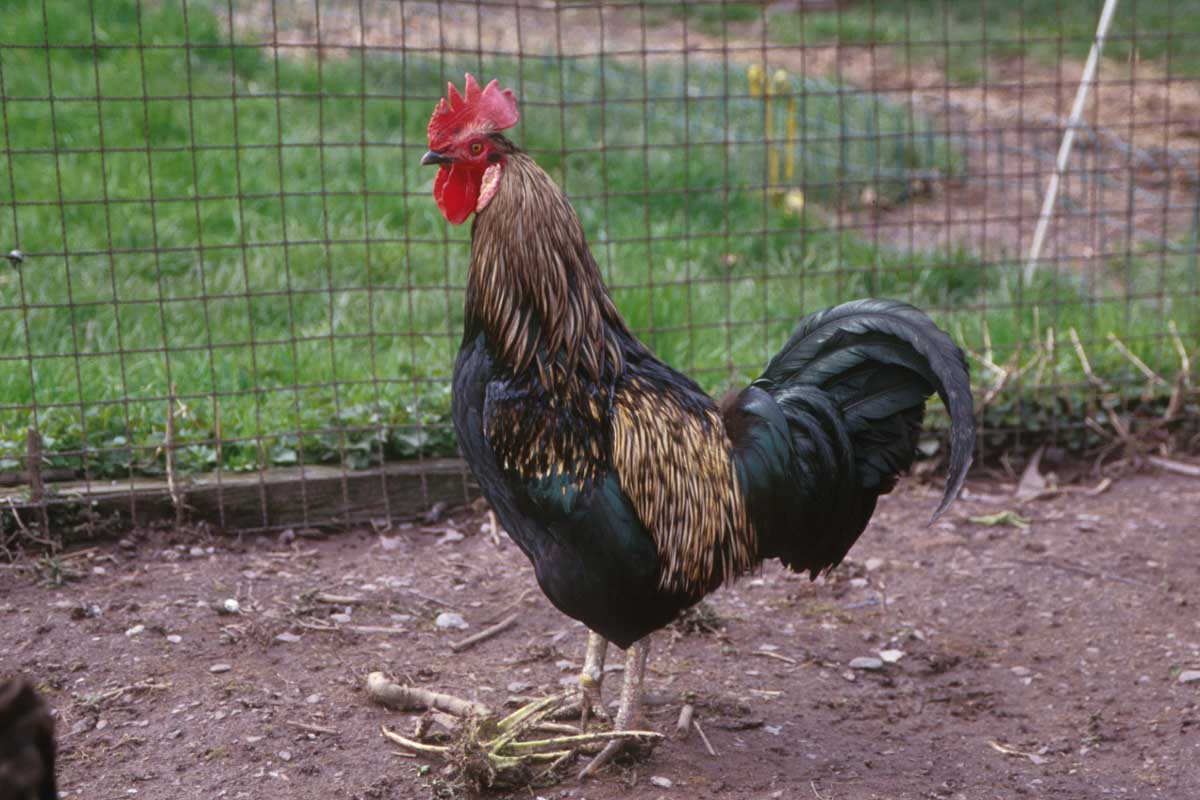 rooster-h6yl.jpg