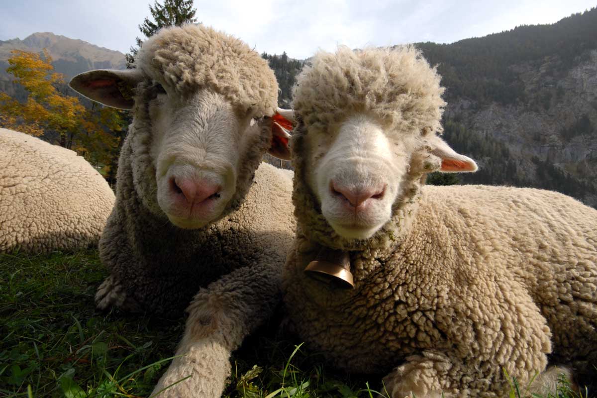 sheep-s7e1.jpg
