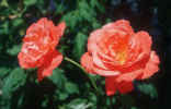 2_roses_photo.jpg (85459 Byte) two roses