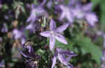 blue-flower-n9.jpg (161992 Byte) flower photo blume bild