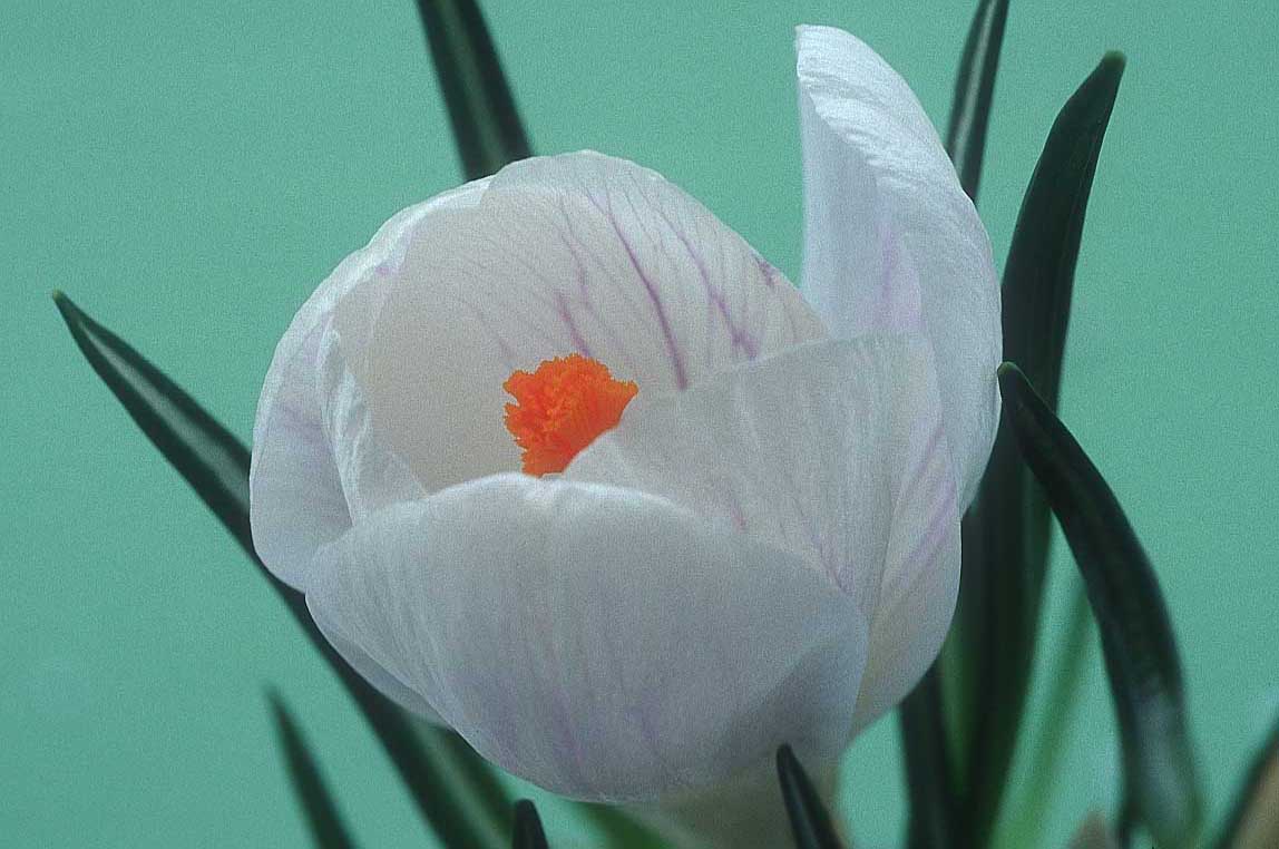 crocus flower k7