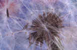 dandelion_macro.jpg (123292 Byte) flower closeup
