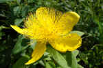 flower-a0v1.jpg (144579 Byte) yellow flower picture