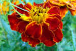 flower-al4x.jpg (150464 Byte) nature
