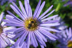 flower-bee-8j6.jpg (104254 Byte) photo flower bee