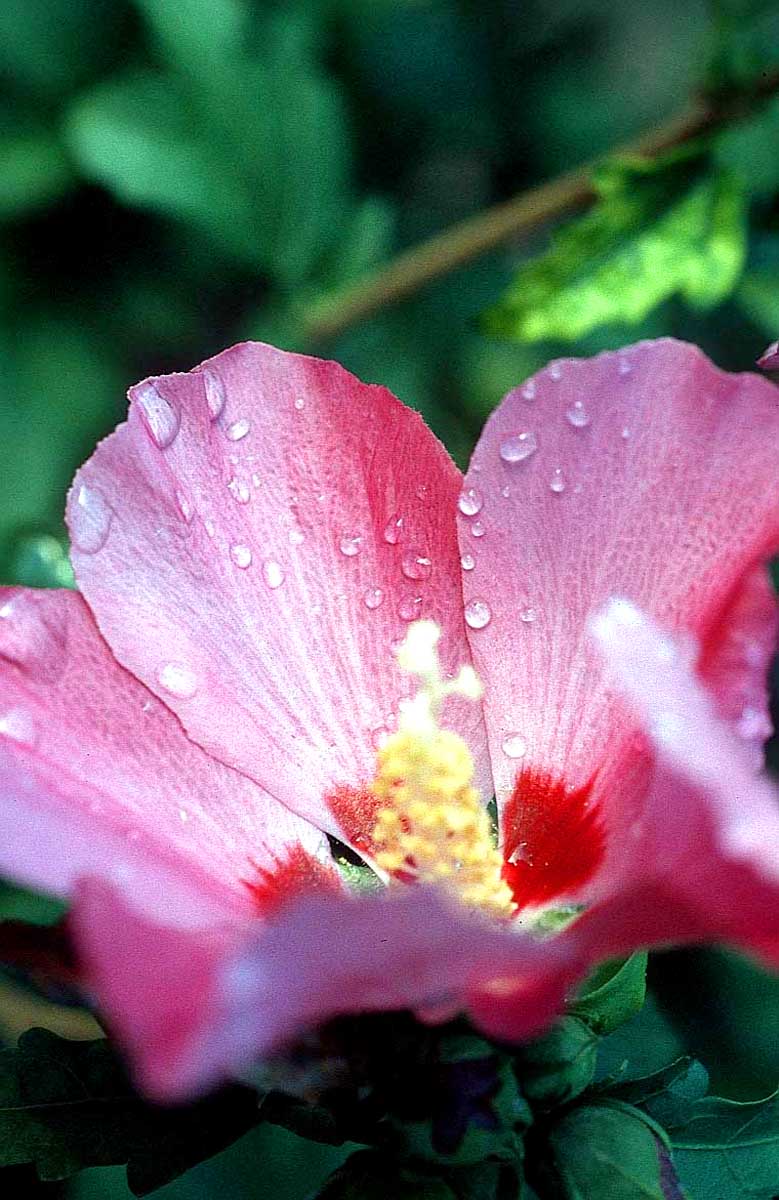 flower water drops