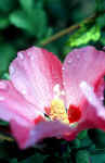 flower-water-drops.jpg (121009 Byte) rain drops flower