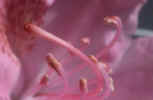 flower_closeup-5g.jpg (62751 Byte) flower closeup macro