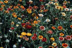 flowers-8ih6.jpg (247654 Byte) picture flowers