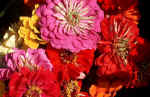 flowers-dk36.jpg (113413 Byte) flower blumen foto bild