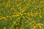 flowers-exposures.jpg (270212 Byte) multiple exposure