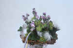 flowers-ki9.jpg (83015 Byte) flowers picture