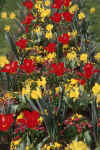 flowers-yxc3.jpg (159969 Byte) tulips