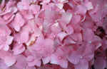 pink-flower-vc6.jpg (122800 Byte) flower picture