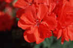 red-flower-9h.jpg (129252 Byte) image flower bild blume