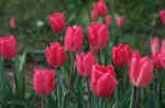 red-tulips-b6.jpg (69013 Byte) photo tulip