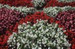 red-white-flowers-4s4.jpg (274194 Byte) flowers picture
