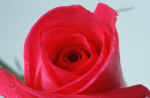 rose-flower-9s.jpg (54713 Byte) rose picture