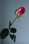rose-flower-g2.jpg (83302 Byte) flower rose