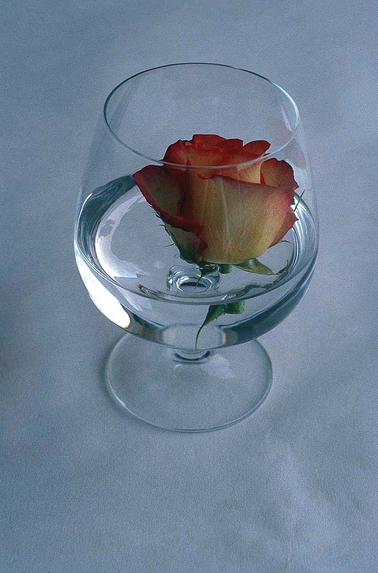 rose in glass