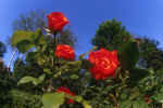 roses-b7nq.jpg (112703 Byte) image rose sky