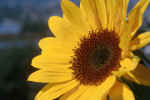 sun-flower-3k8d.jpg (163228 Byte) picture sunflower