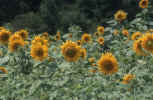 sun-flower-h6.jpg (118868 Byte) sun flowers