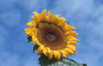 sunflower-n8ik.jpg (107102 Byte) sun flower pic