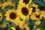sunflowers-h6v.jpg (157075 Byte)