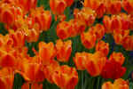 tulips-j8m7.jpg (127815 Byte) nature