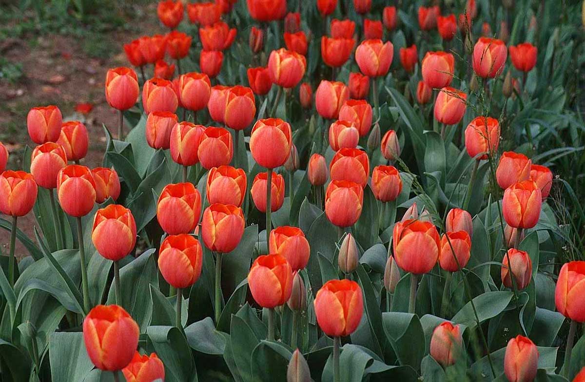 tulips red 73