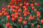 tulips-red-73.jpg (138204 Byte)tulips picture