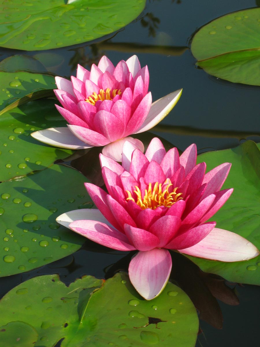 Water Lily water-lilly-s82w.jpg