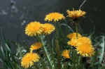 yellow-flowers-j8v.jpg (98031 Byte) flowers image